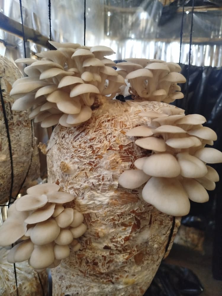 The Nthanda Women Mushrooms Project